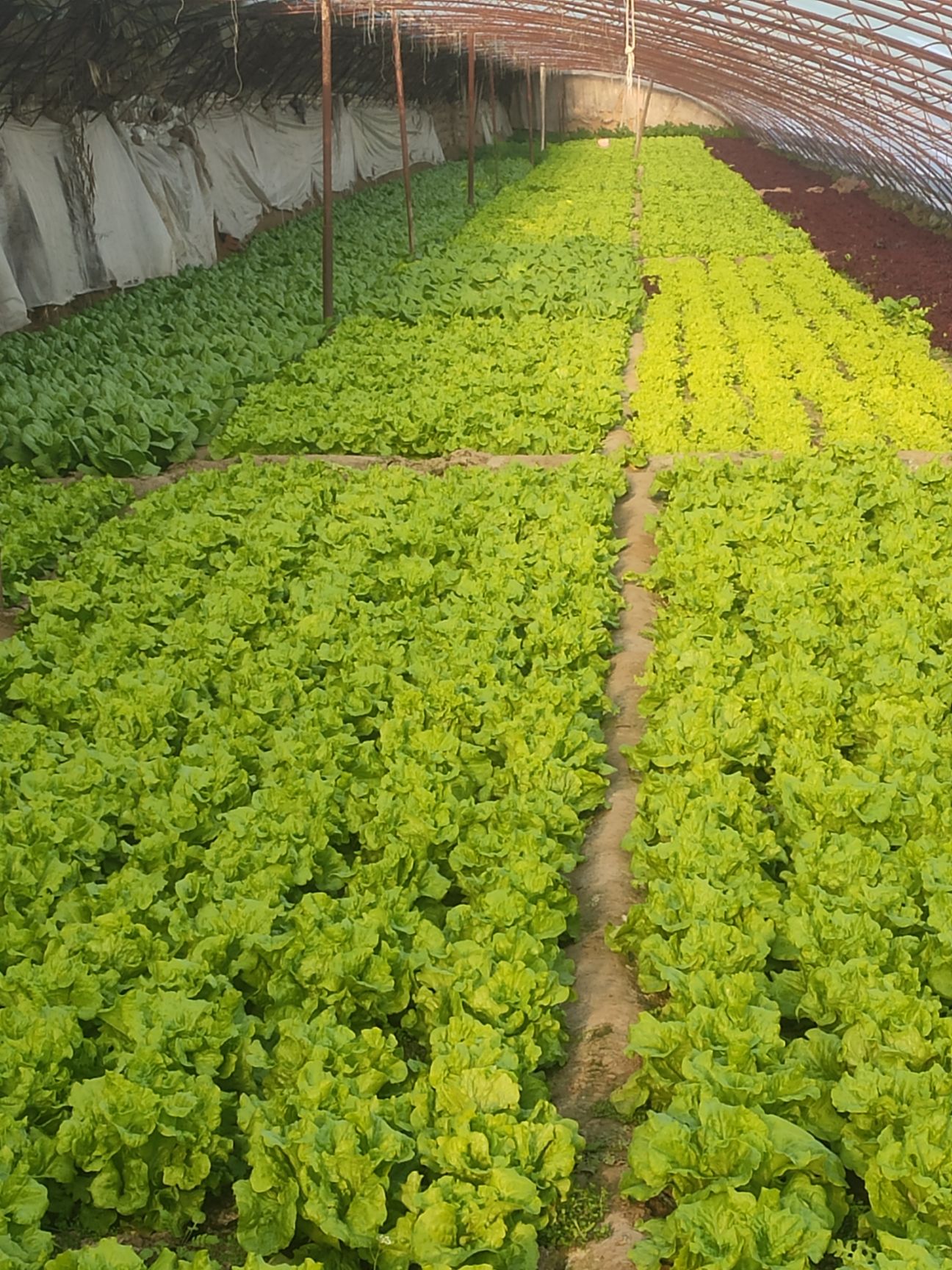  产地直销 新鲜罗马生菜 现定现砍 西餐沙拉菜 家庭绿色蔬菜