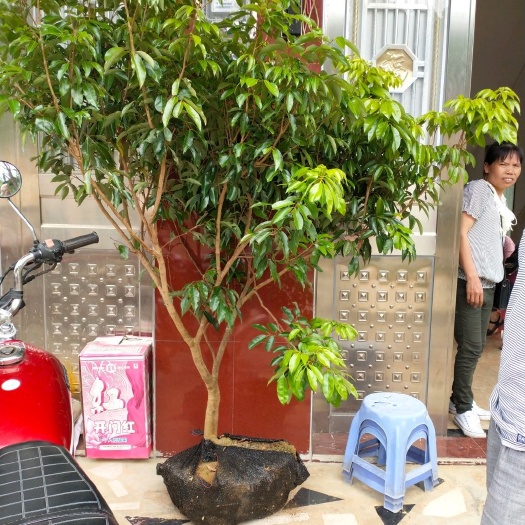 灵山县 桂味荔枝苗