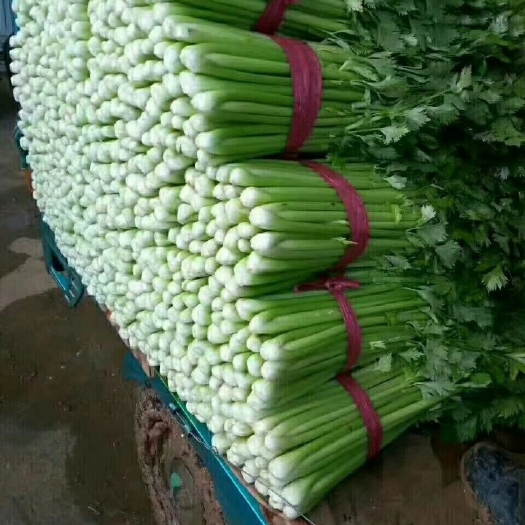 邯郸香芹