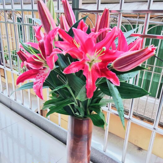 南平百合花 基地直销，价廉物美