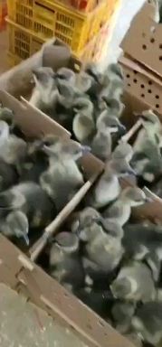 南宁 杂交鹅苗.快出栏.出壳疫苗.路损包赔.