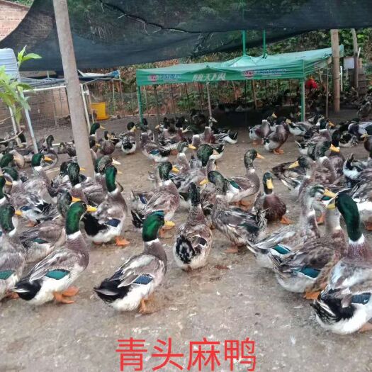 南宁大种麻鸭，青头鸭苗，