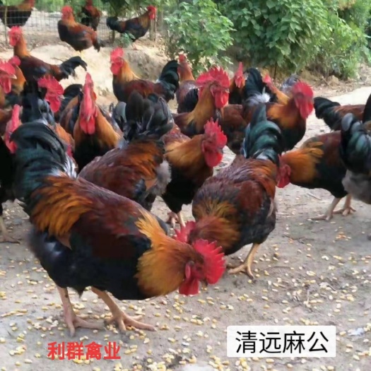 广州清远麻鸡苗  清远麻公