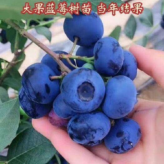 平邑县 蓝莓苗盆栽苗，带原土发货，基地直售，要苗现挖