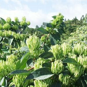 树形金银花 金銀花苗木价格，渝蕾金銀花苗木批发基地，湘蕾金銀花苗木直供。