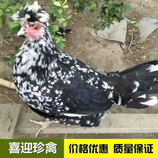 佛山贵妃鸡苗  出壳苗必打疫苗，外贸奇特，成鸡长胡须，肉质鲜美