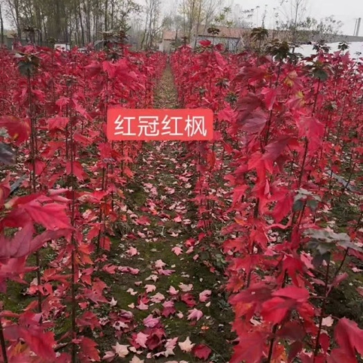 美国红枫苗 本苗圃大量供应美国红枫，红冠