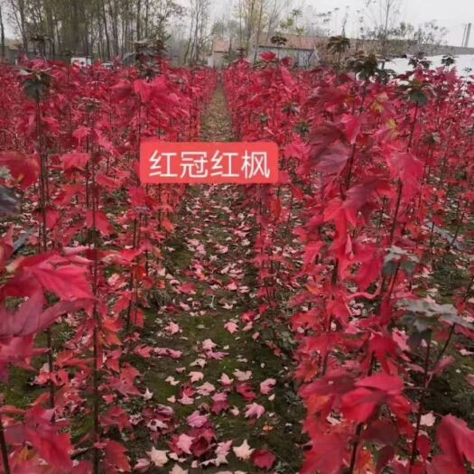 邳州市美国红枫苗 本苗圃大量供应美国红枫，红冠