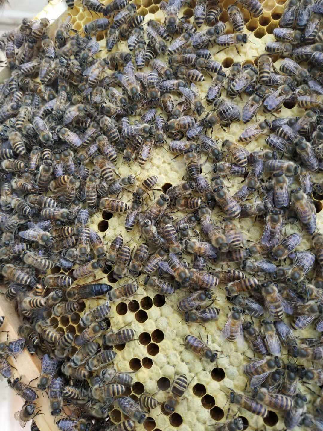 优质阿坝蜜蜂,籽好,蜂多,大量成批发货