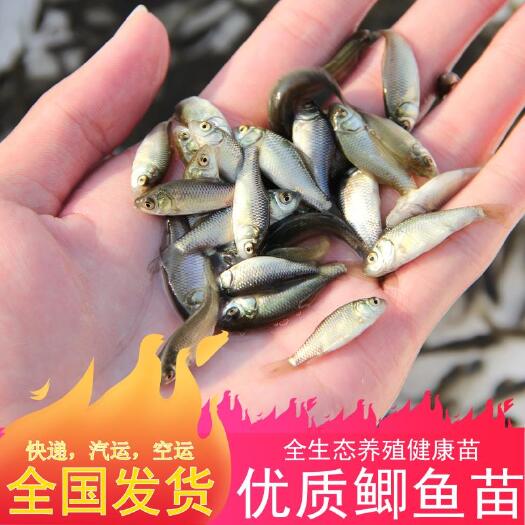 佛山 淡水鲫鱼苗  东北银鲫