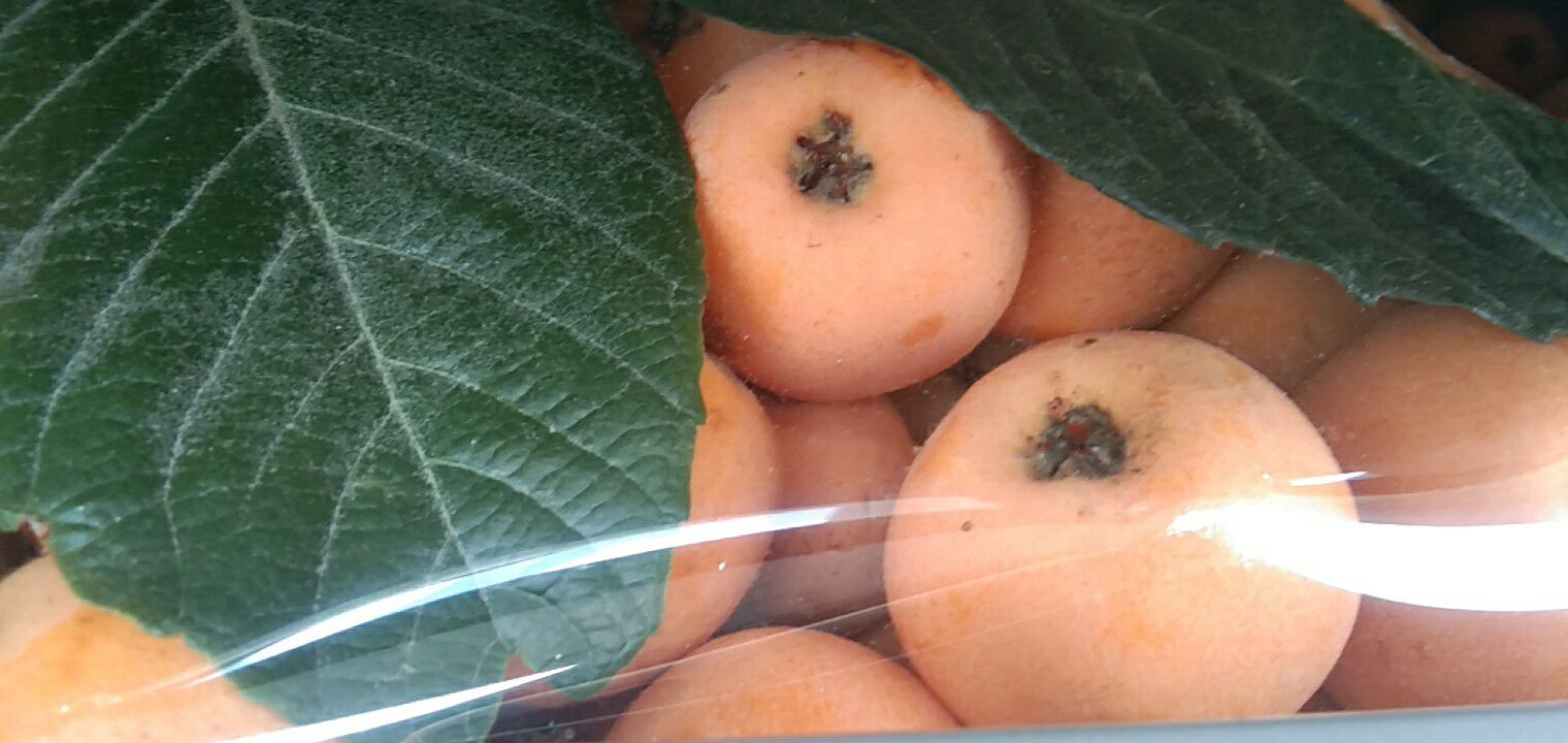 大五星枇杷 味道好果面好