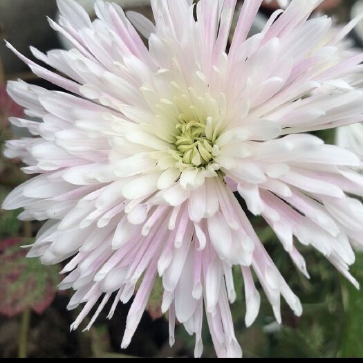 天门市 菊花苗批发