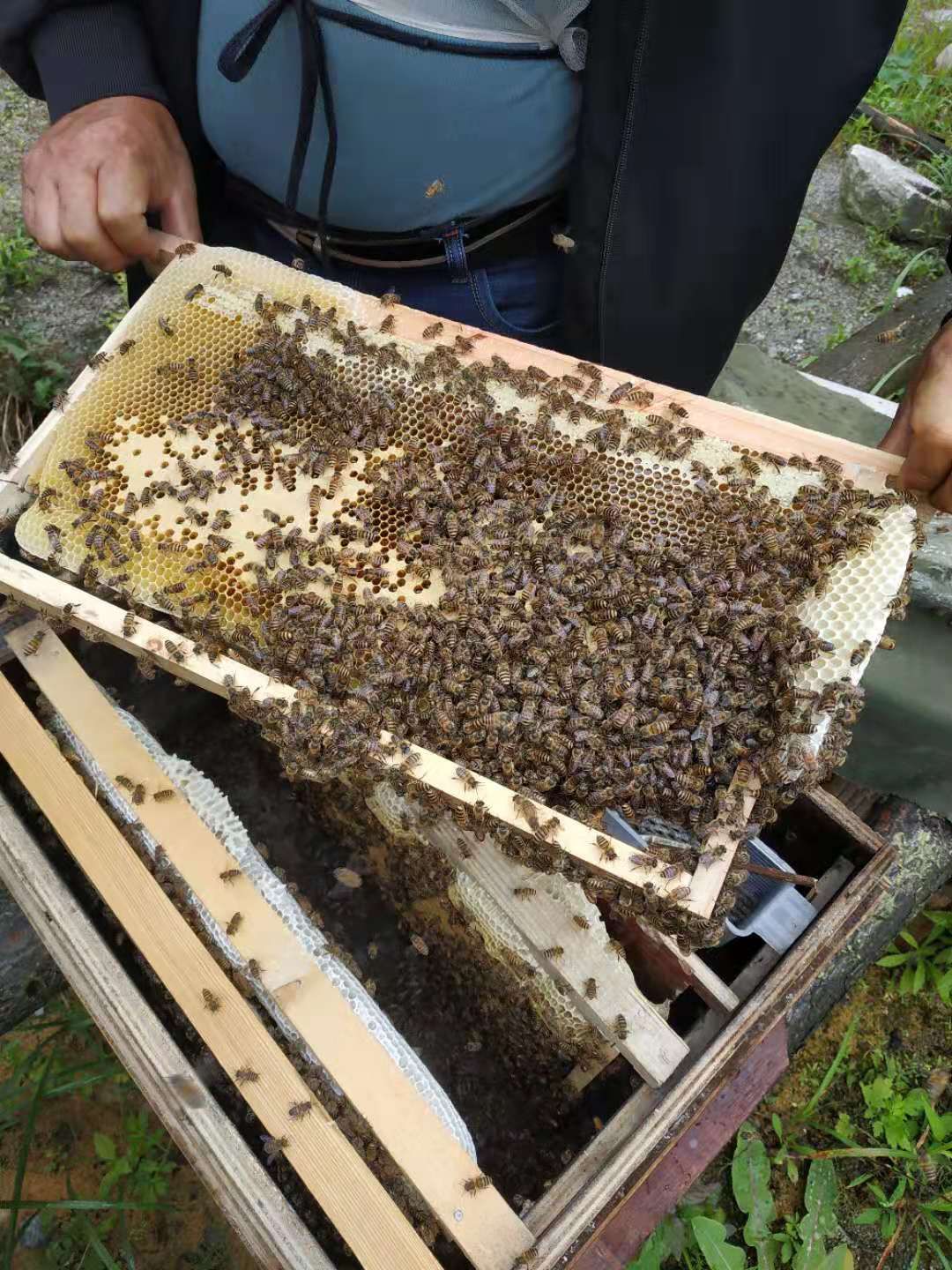 优质阿坝蜜蜂,籽好,蜂多,大量成批发货