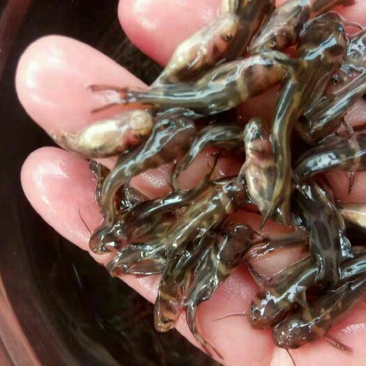 重庆市草鱼苗  各种鱼苗、各种规格、免费送货、诚信经营