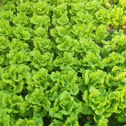  产地直销 新鲜罗马生菜 现定现砍 西餐沙拉菜 家庭绿色蔬菜