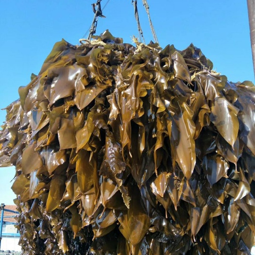 大连海带 大连深海人工养植无污染产地直销自家养植保证质量现割现卖新