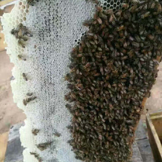 乐至县 蜜蜂 意大利蜂