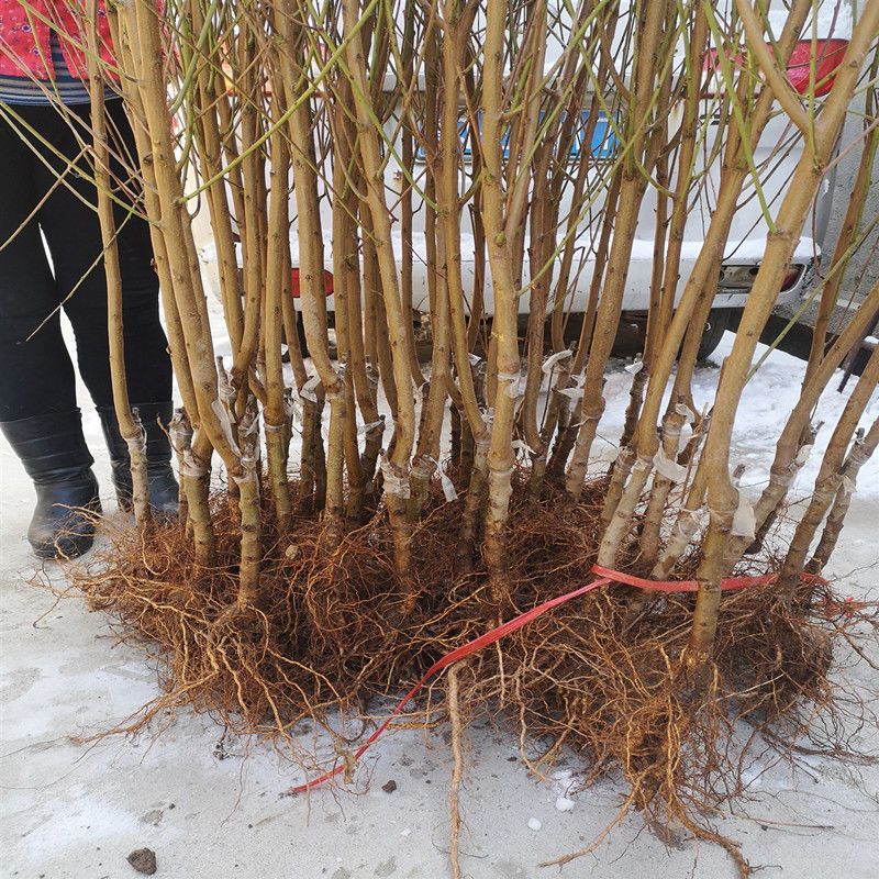  嫁接桃树苗水蜜桃黄桃冬桃树苗盆栽地栽特大当年结果南方北方种