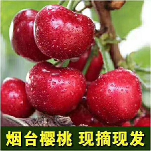 烟台 批发零售烟台大樱桃美早五斤包邮