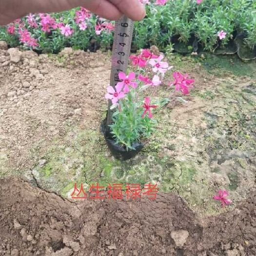 青州市丛生福禄考
