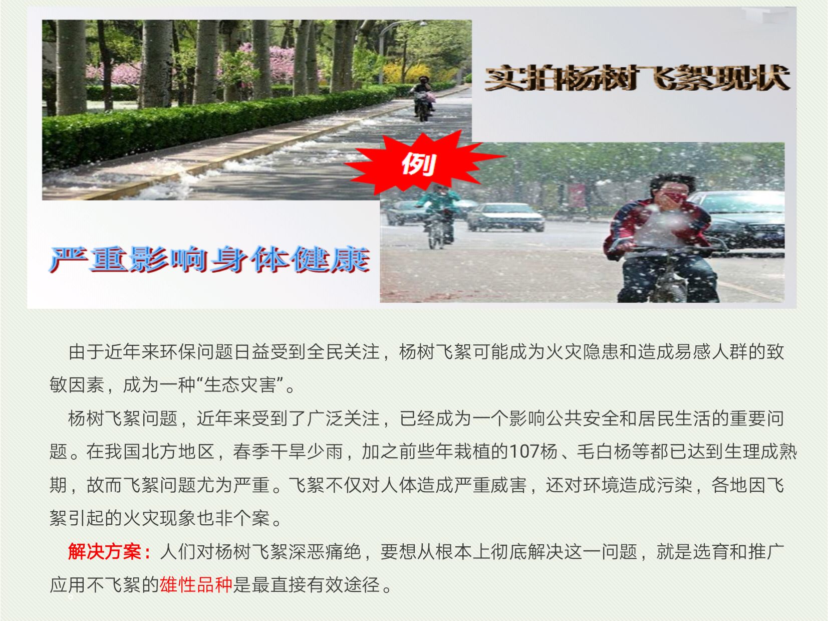 川杨  1~2公分工程占地利器 耐严寒抗低温 抗虫无絮原冠速生杨