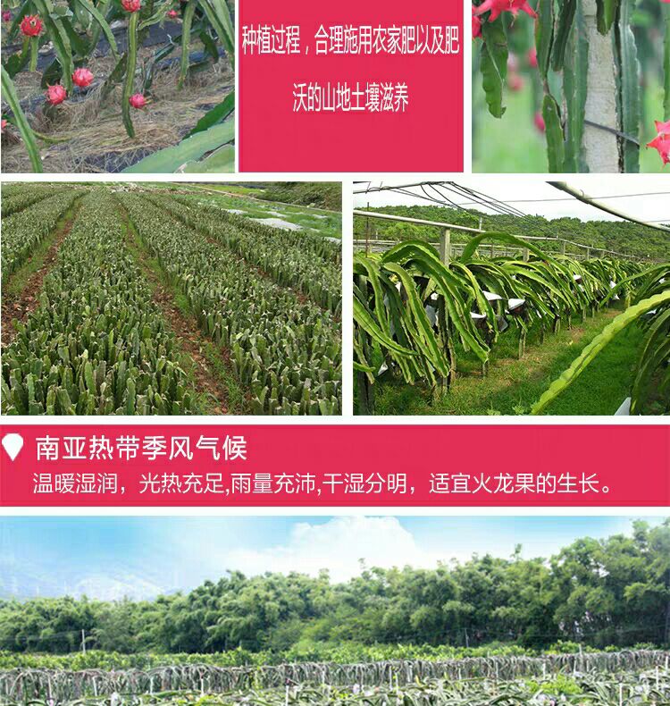 [5斤包邮]现摘红心火龙果新鲜水果特产5斤包邮当季整箱批发