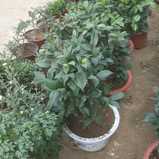 遂平县茶花树 常年共货需要的联系