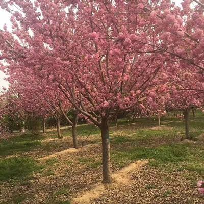 大葉早櫻  櫻花 櫻花樹苗 日本櫻花樹苗 嫁接早櫻晚櫻櫻花小