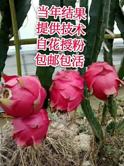 红皮红肉火龙果苗  红心火龙果苗、当年结果、自花授粉、种不活包退换、提供技术