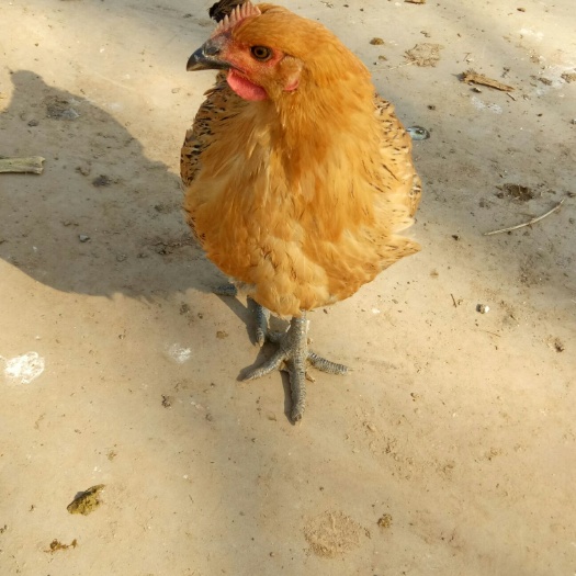 鸡泽县 纯散养青脚麻鸡