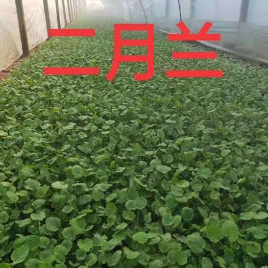 青州市二月兰种子