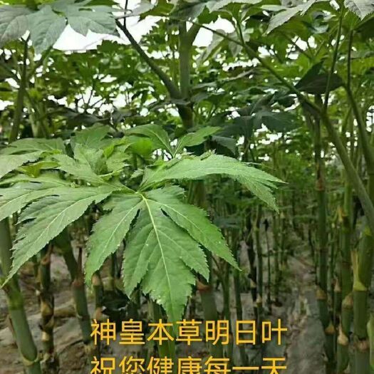 鞍山 明日叶茶