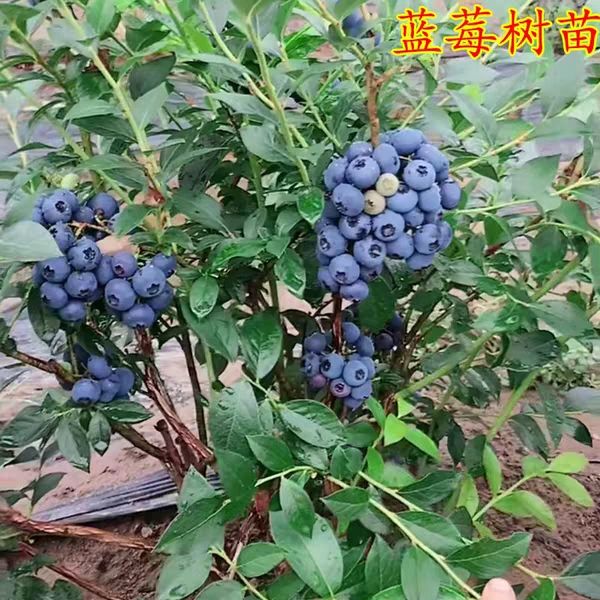 蓝莓苗盆栽苗，带原土发货，基地直售，要苗现挖