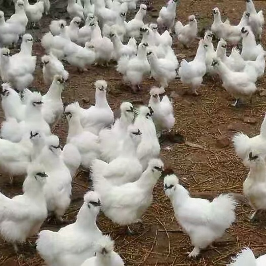 南宁 白凤乌鸡苗，