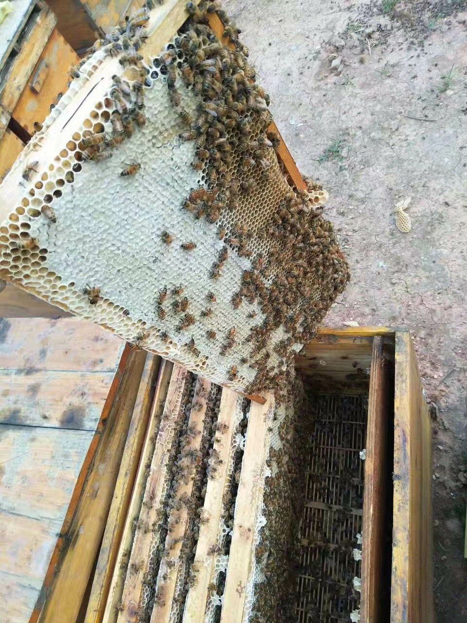  蜜蜂 意大利蜂