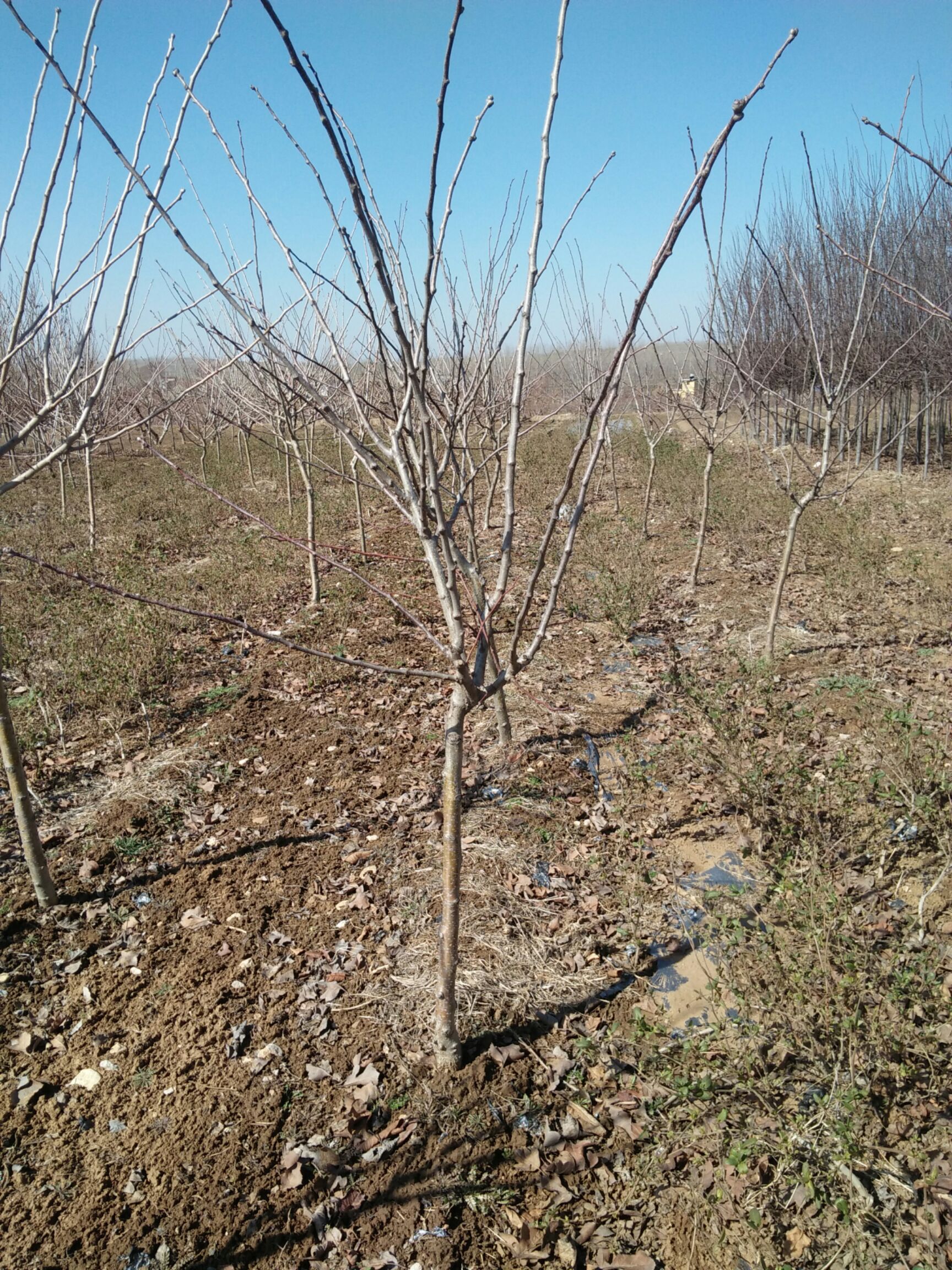 新泰甜红子山楂树苗图片