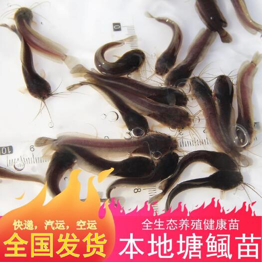 佛山 精选塘角鱼苗，本地塘鲺鱼苗，3-5cm鱼苗