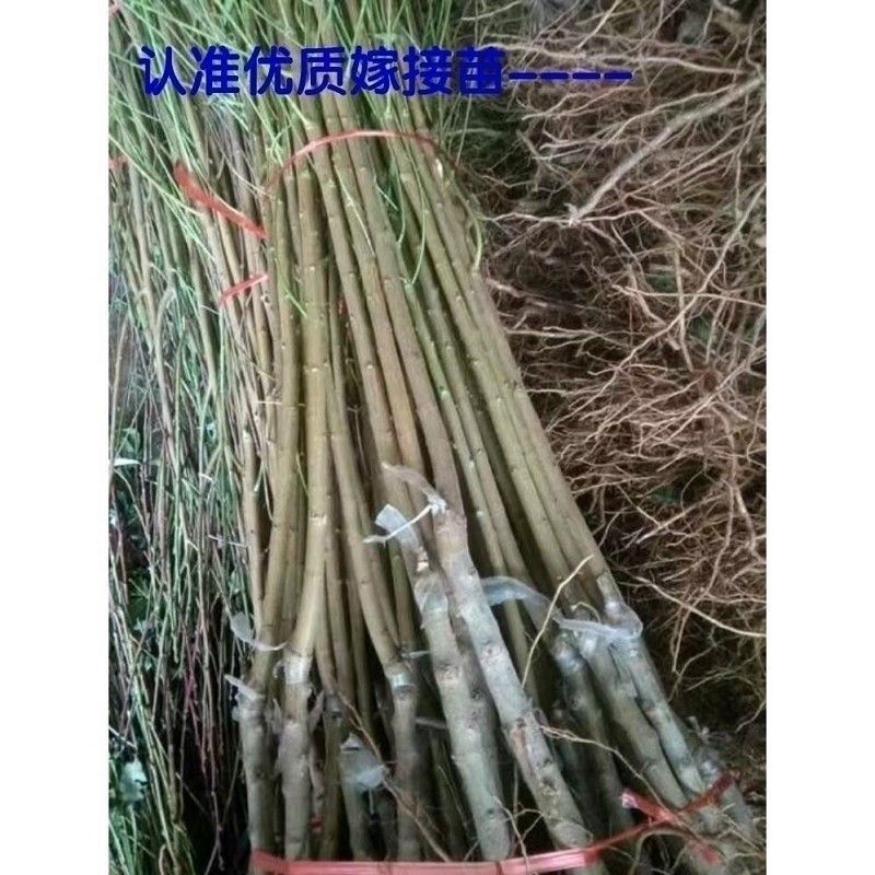  嫁接桃树苗水蜜桃黄桃冬桃树苗盆栽地栽特大当年结果南方北方种