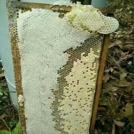 阳春市 纯蜂蜜！
