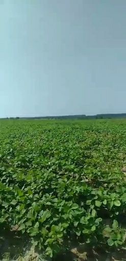 昌江县黄大豆  海南水分充足颗粒饱满嫩绿大豆