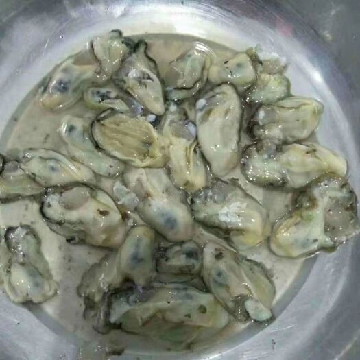 大连长牡蛎 海蛎