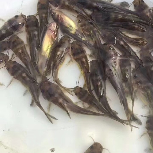  黄骨鱼苗  杂交黄骨鱼苗 全黄骨鱼 黄颡鱼苗  黄辣丁鱼苗