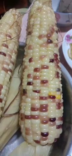 胶州市糯玉米种子 销售各种138糯玉种子69871537电联我