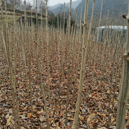 西峡县 七叶树