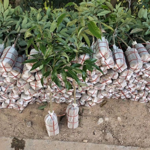 化州市 优质荔枝苗：妃子笑/白糖罂/桂味(小苗，中苗都有)