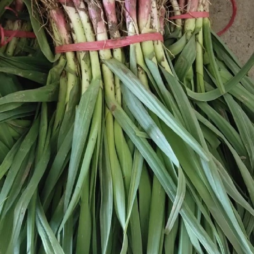 沛县 精品蒜苗。大量供应