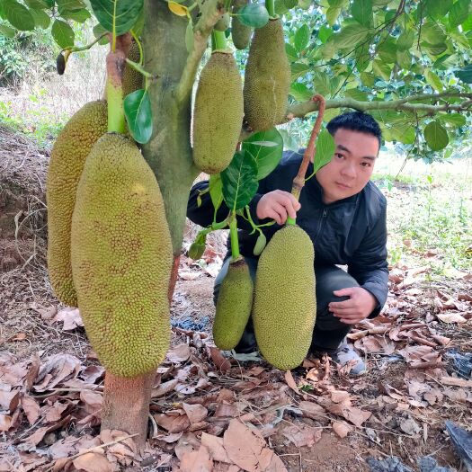灵山县马来西亚一号菠萝蜜苗 菠萝蜜树苗 嫁接马来西亚1号水果苗  南方种植带土全场包邮