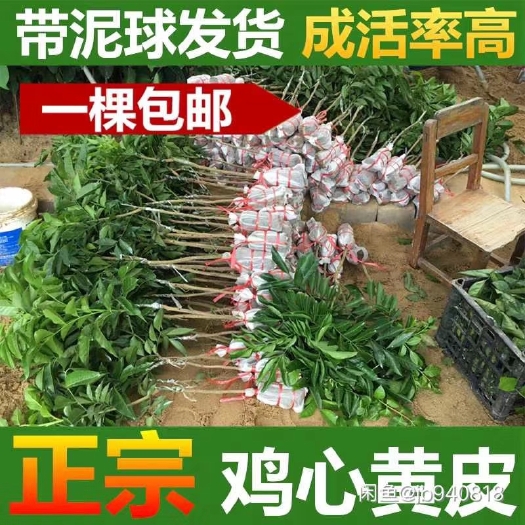 灵山县 黄皮果苗。