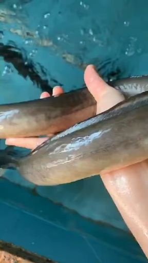 石狮市海鳗  鲜活黑耳鳗生鲜 白鳝 白鳗新鲜海捕鳗鱼乌耳鳗
