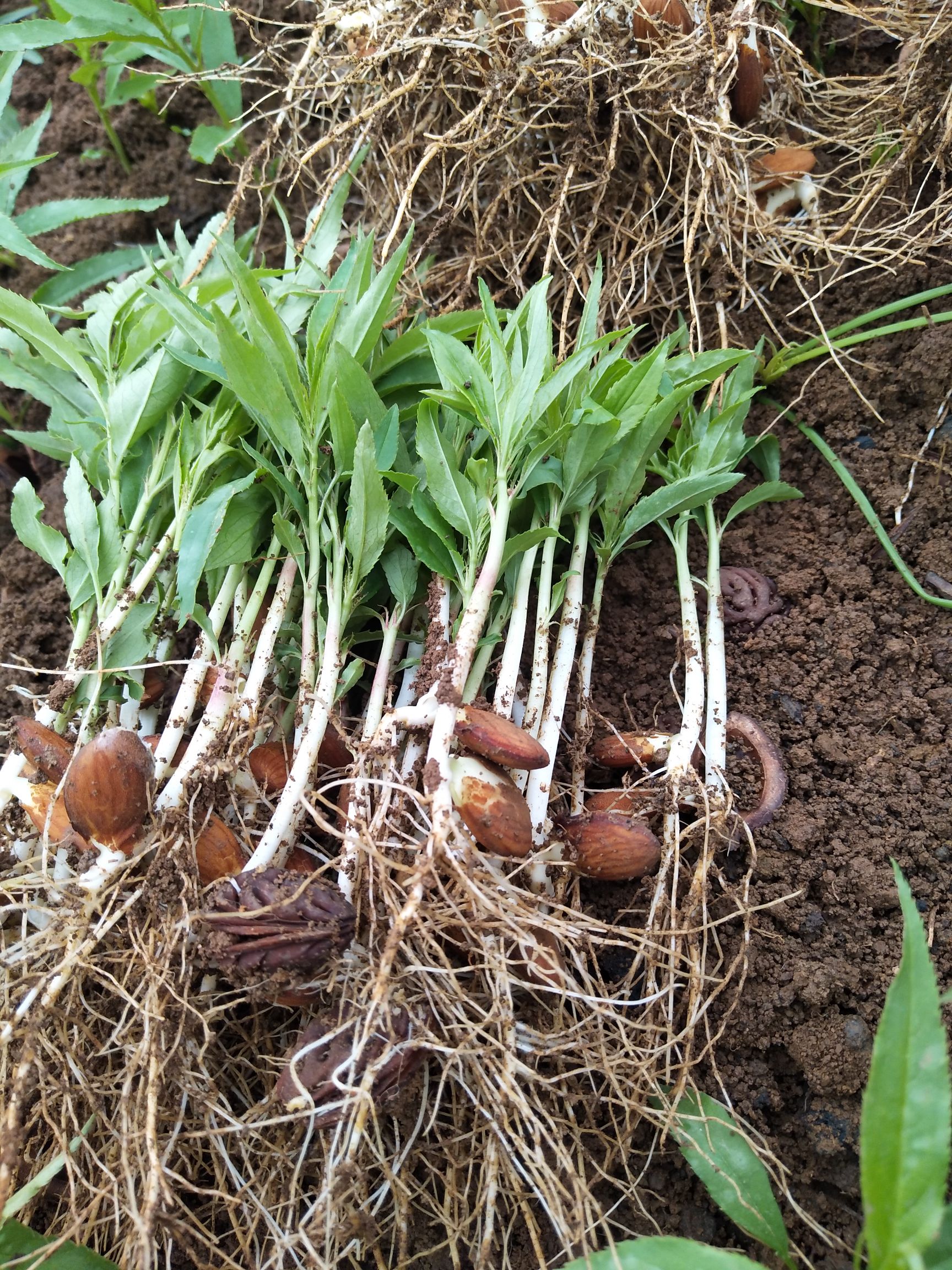 毛桃苗  毛桃芽苗